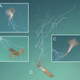 Bigfin squid exhibited complex colorations, as exemplified by this specimen.